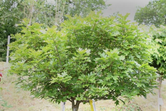 Crece el roble de los pantanos (Quercus palustris Münchh.)