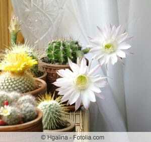 plant cacti
