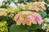Dye hydrangeas white: You have these options