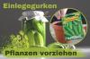 Вирощування соління огірків: так витягуєте рослини