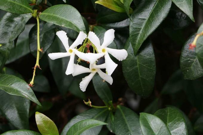 Zvezdasti jasmin - Trachelospermum jasminoides