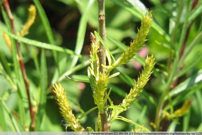 Rožmarinova vrba - Salix rosmarinifolia