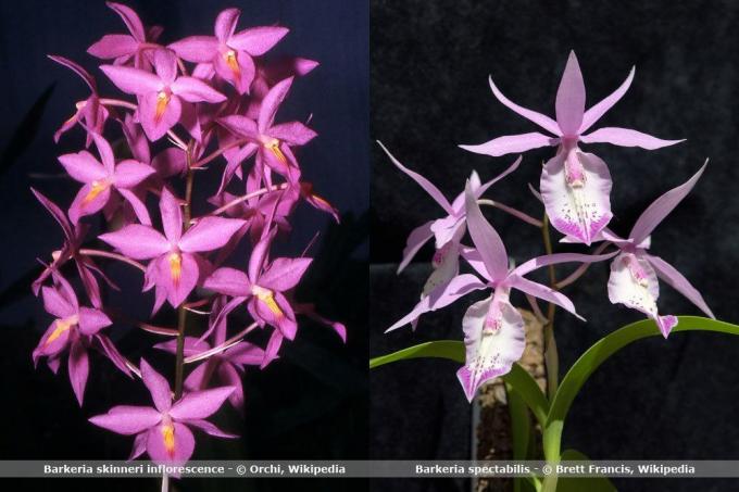 Orchidea fajok, Barkeria