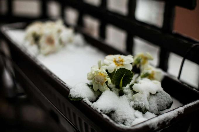 fiori gialli del balcone nella neve