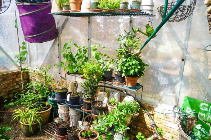 Rastliny v skleníku
