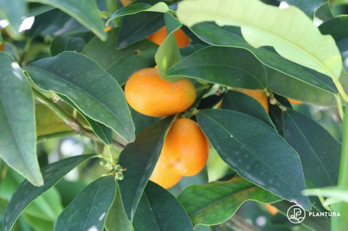 Ovocie kumquat