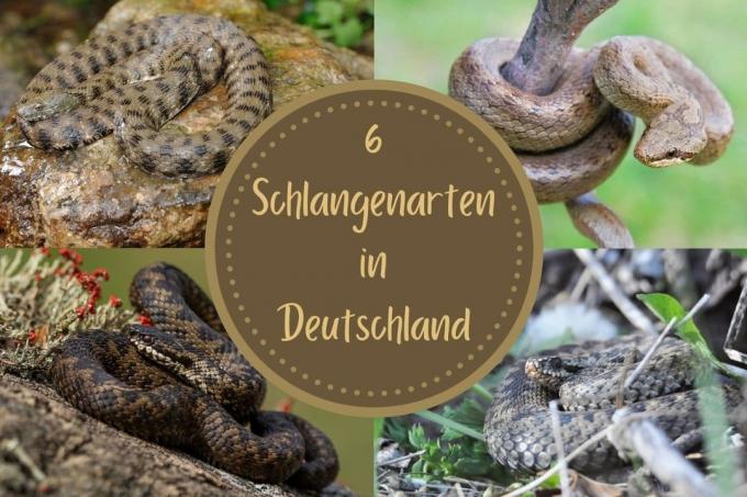 Kígyók Németországban - cím