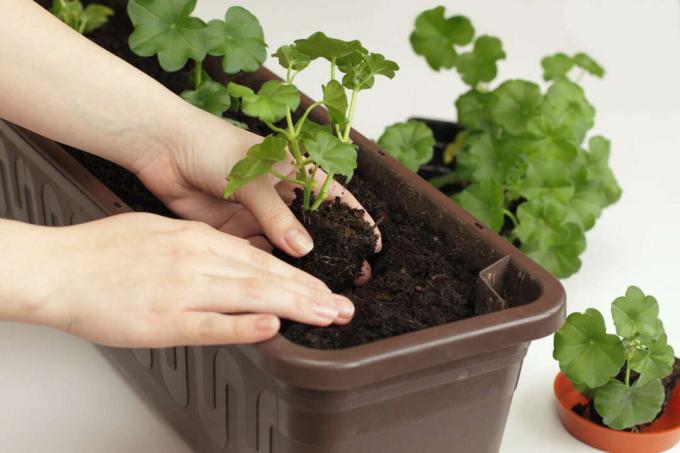 Посадите геранијум у прозорске кутије