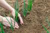 زراعة وتنمو البصل الأخضر بنجاح