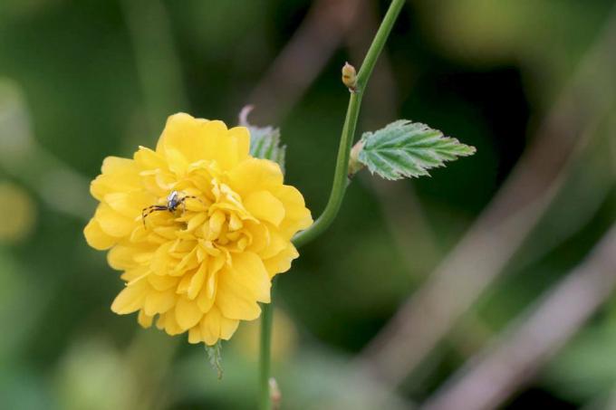 Двоструки ранунцулус, Керриа јапоница пленифлора је издржљива биљка