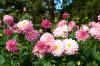 Podzimní květiny: 10 nejkrásnějších pro vaši zahradu