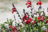 Salvia: typer, sorter, korrekt odling och skörd
