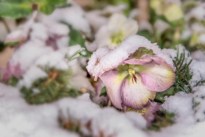 Christmas rose covered by snow