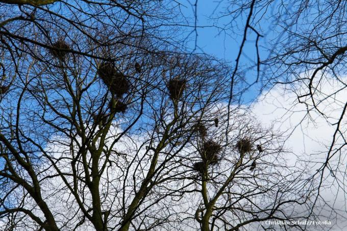 Les corbeaux nichent dans les arbres