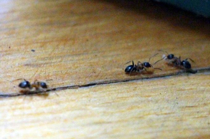 myror i huset