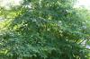 კანადური იუდას ხე, Cercis canadensis
