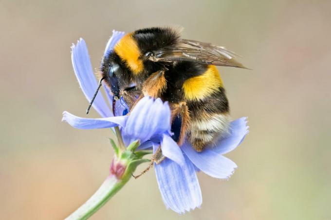 Bir çiçek üzerinde yaban arısı