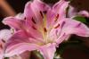 Lily species: Colorful & hardy varieties