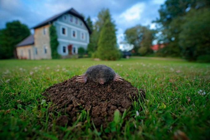 Mole in garden looks out of molehill