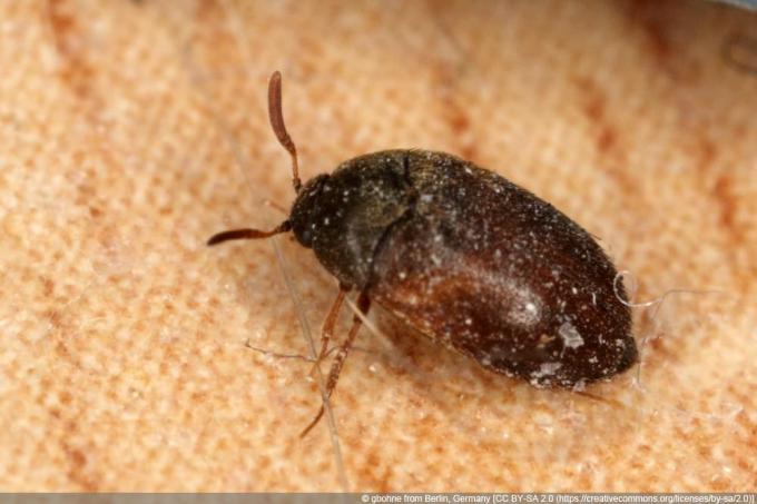 escarabajo de piel marrón - Attagenus smirnovi