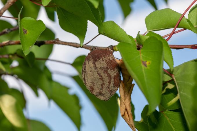 albicocco-foglie-appassite