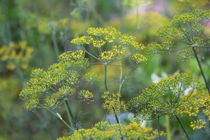 Dill was already used as a medicinal and aromatic plant in ancient Egypt
