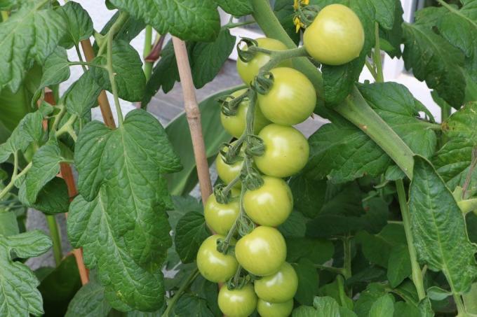 zielone pomidory