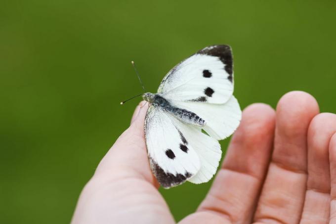 Голяма зелева бяла пеперуда