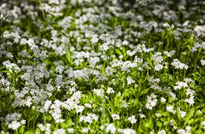 Sode baltomis gėlėmis žydintis miškas