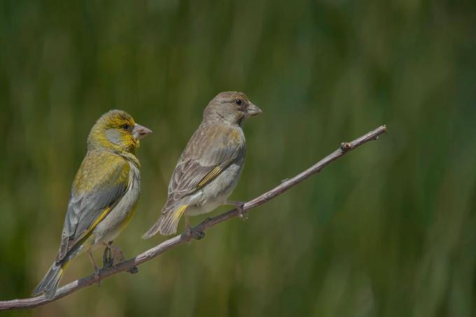 Greenfinch 암컷과 수컷