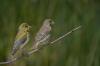 Greenfinch: τραγούδι, φαγητό & φωλιά στο προφίλ