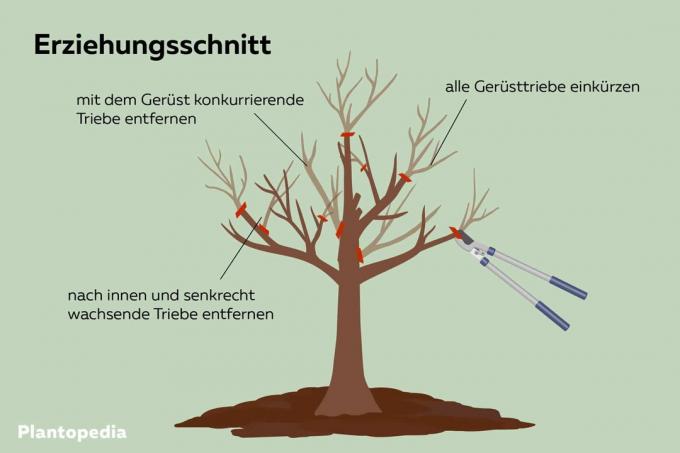 Рязане на крушово дърво: графична илюстрация на крушово дърво
