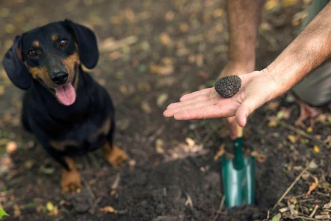 Menggali truffle dengan sekop, di sebelah anjing