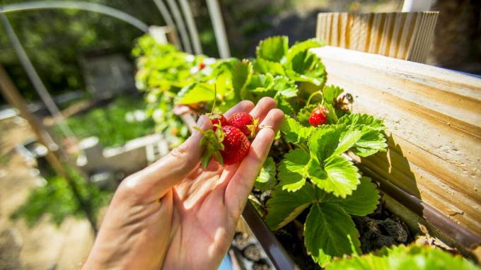 Strawberry di tangan di latar belakang taman vertikal