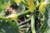 Zucchini-frukter råtner på planten: hva skal jeg gjøre?