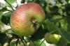 Äppelträd sjuk? Gula löv, bruna fläckar, tappar löv