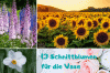 13 زهرة مقطوفة من الحديقة: هذه الأصناف مناسبة للمزهرية