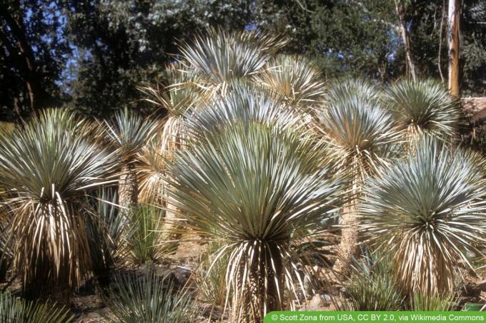 mėlyna juka – Yucca rostrata
