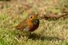 Robins: singing, breeding season & food