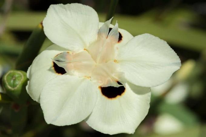 Páví kvet (Dietes bicolor)