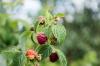 Hindbærvarianter: de 50 bedste på et øjeblik