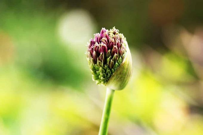 Dekoratīvais sīpols - Allium