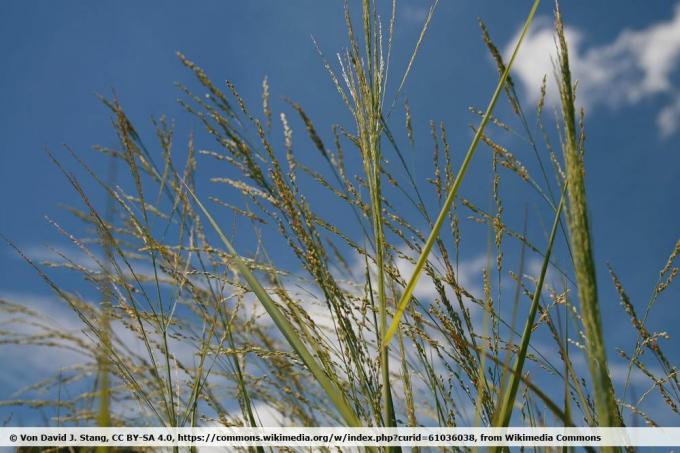 Switchgrass colunar 'Northwind', Panicum virgatum