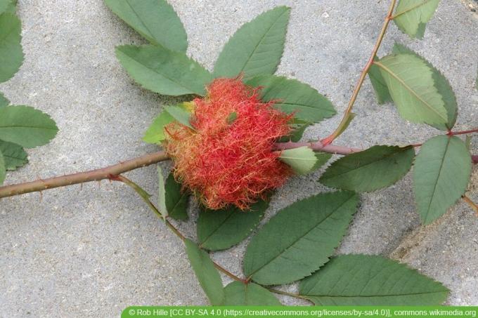 Common rose gall wasp - Diplolepis rosae