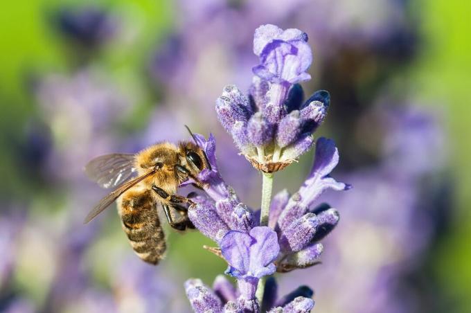 Пчела върху цвете от лавандула