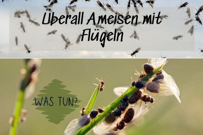 Mravenci s křídly - tituly