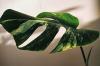 Monstera variegata se vuelve verde: aumentar la proporción de blanco