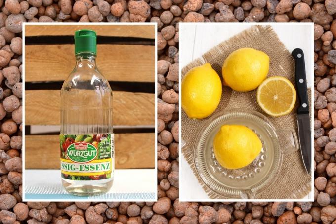 Vinegar and lemon against mold
