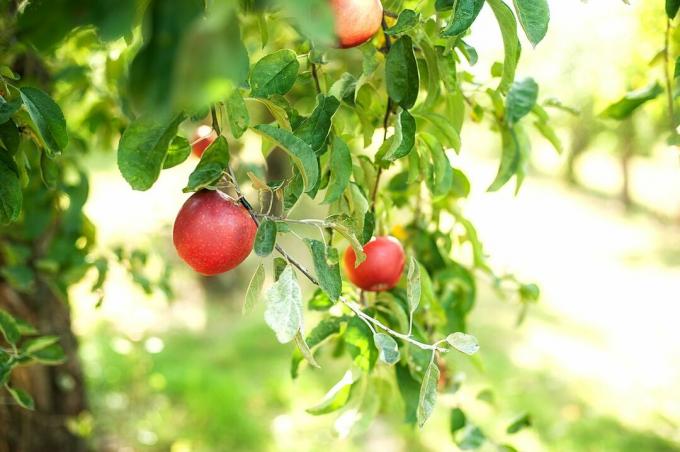 ルビネット品種のリンゴの木