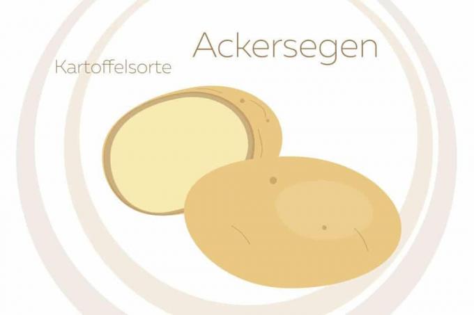 Ackersegen bulvių veislė